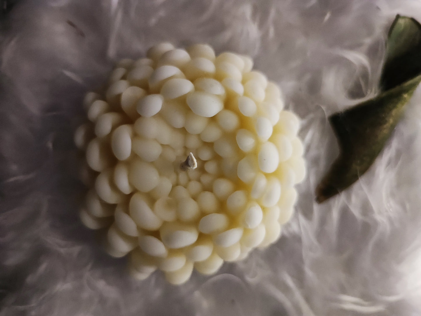 Candela Piccola dalia
