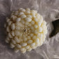 Candela Piccola dalia